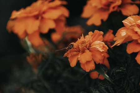 A bouquet of orange flowers in the garden close-up.