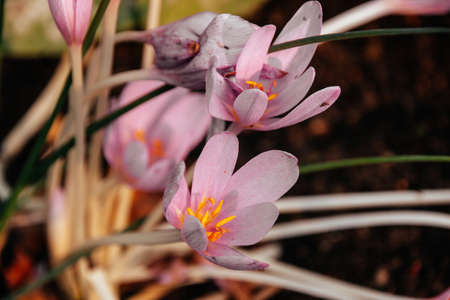 Close up of beautiful crocus flower in garden