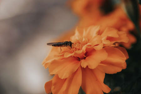 bee on a beautiful orange flower collects pollen