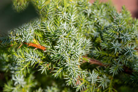Green natural background. Beautiful green plant growing in the garden