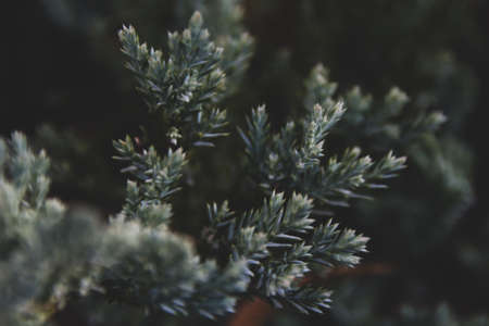 Green natural background. Beautiful green plant growing in the garden