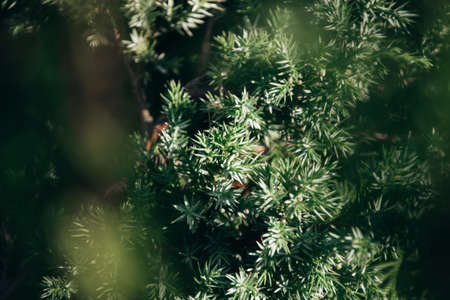 Green natural background. Beautiful green plant growing in the gardenの写真素材