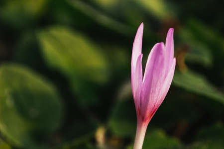 Close up of beautiful crocus flower in garden