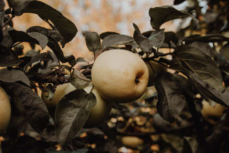 Photo The fruits of apples on a tree. Autumn atmosphere