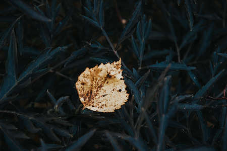 Photo of autumn leaf against the background of dark leaves. Natural background