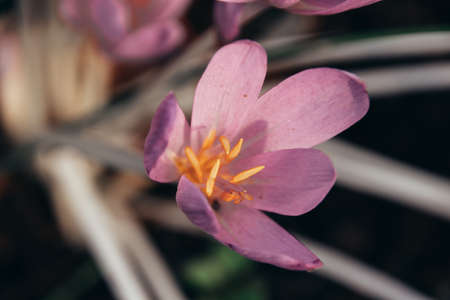 Close up of beautiful crocus flower in garden