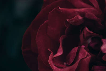 Close up view of beautiful blossomed pink rose in autumnの写真素材