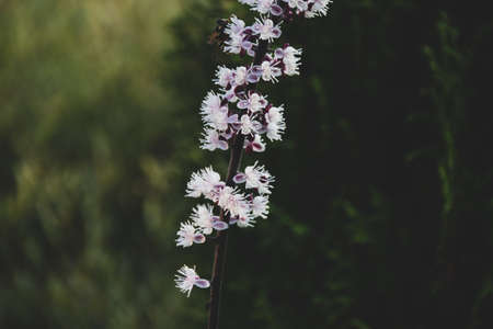 Autumn plants and flowers in the garden in Russia