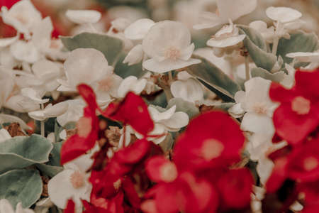 White and red orchids on bokeh blurred backgroundの写真素材