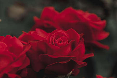 Close up view of beautiful blossomed pink rose in autumn