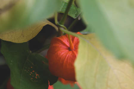 Autumn photo of orange physalisis in the garden