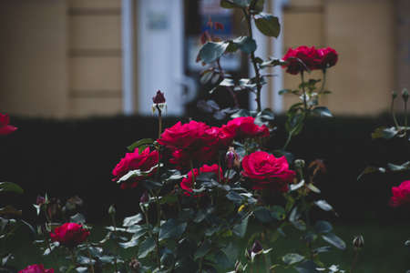 Close up view of beautiful blossomed pink rose in autumnの写真素材