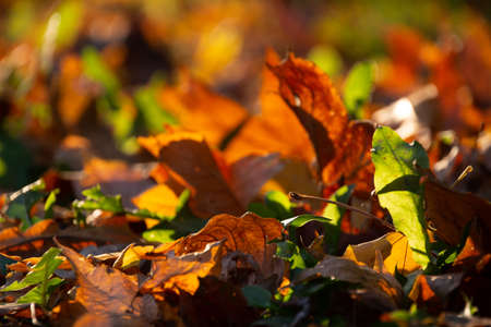Beautiful autumn landscape. Colorful foliage in the park. Natural background