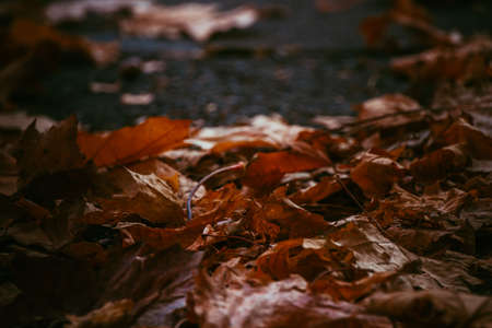 Atmospheric photo Autumn leaves on the ground. Dark backgroundの写真素材