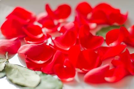 rose petals on white plateの写真素材