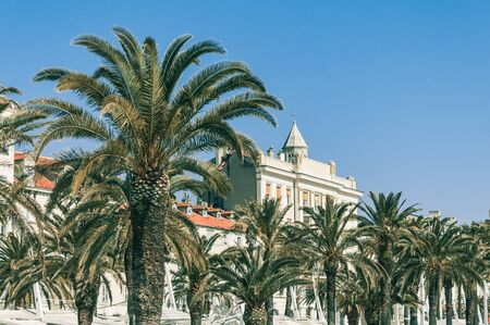 Palm Trees on Split Promenadeの写真素材