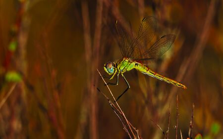 Dragonfly perched on prickly bush branch in takeoff position.