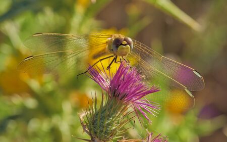 Detail of the head and wings of yellow dragonfly in front position perched on pinkish thistle, with...