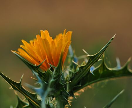 Beautiful flower or Scolymus hispanicus, cardillo, surrounded by protective spines.の写真素材