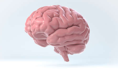 Isolated 3D Human Brain Illustration. Science Anatomy Background.の写真素材