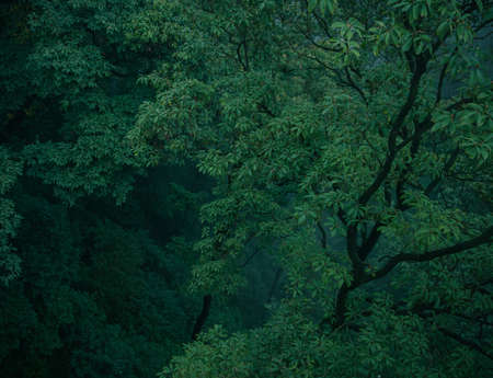 Natural scenery of Qingcheng Mountain in Chengdu, Sichuan, Chinaの写真素材