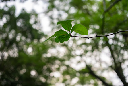 Green leaves shooting against the light