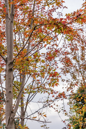 Red maple leaves blooming in the park in autumn