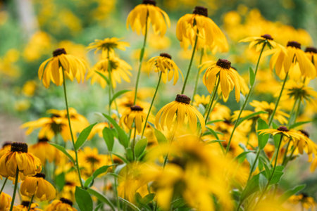 Daisies Blooming in Urban Parksの写真素材