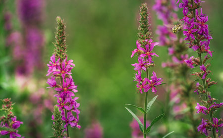 Purple flowers blooming in the parkの写真素材