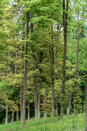 The Trees in Urban Parks