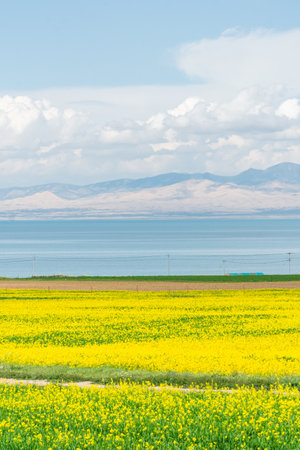 Rapeseed Blossoms in Qinghai Lake, Chinaの写真素材