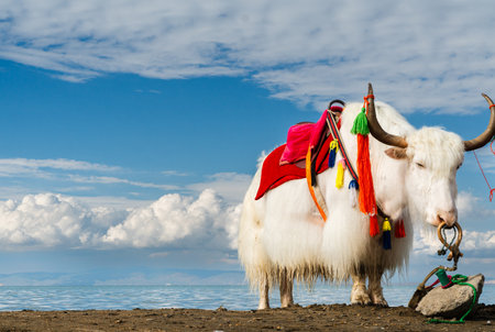 A Mianyang in Qinghai Lake, Chinaの写真素材