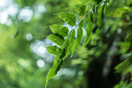 Green leaves under backlight