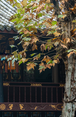 Wutong trees beside ancient buildingsの写真素材