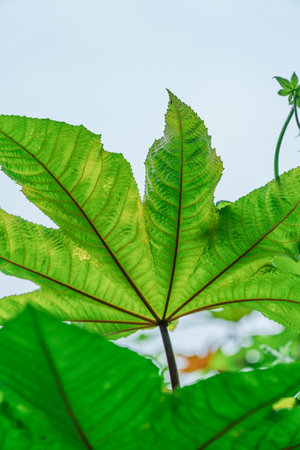 Green Plants in Outdoor Citiesの写真素材