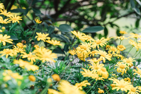 Yellow Daisies in Outdoor Citiesの写真素材