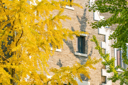 Yellow Ginkgo in Autumn