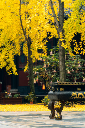 Yellow Ginkgo Blossoming Beside Ancient Chinese Buildingsの写真素材