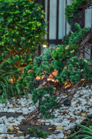 Green landscape around the living environmentの写真素材