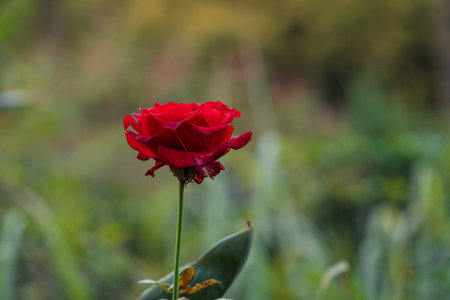 Red flowers blooming in autumnの写真素材