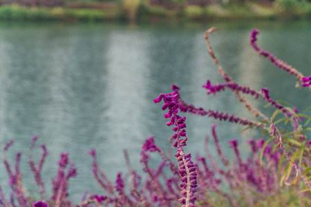 Purple flowers by the lake