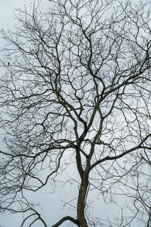 A big tree that has fallen all its leaves in the airの写真素材