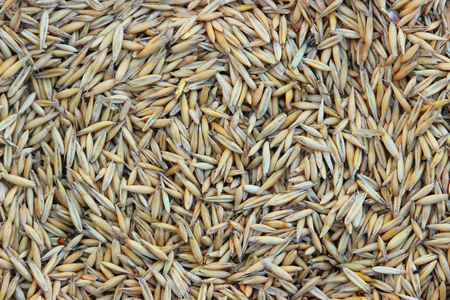 background oatsの写真素材