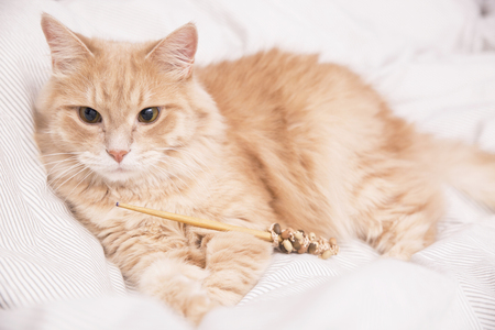 Cat with toyの写真素材
