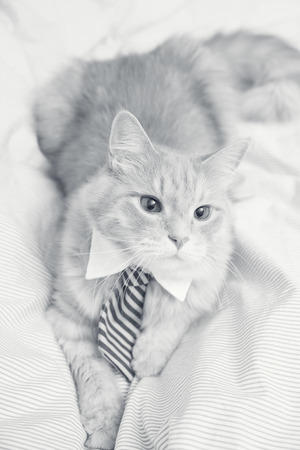 cat and tieの写真素材
