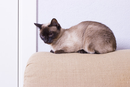 cat lying on the sofaの写真素材
