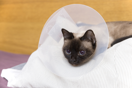 cat with collar after surgeryの写真素材