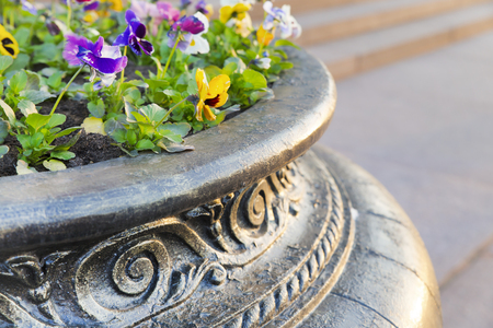 Flower bed with flowersの写真素材
