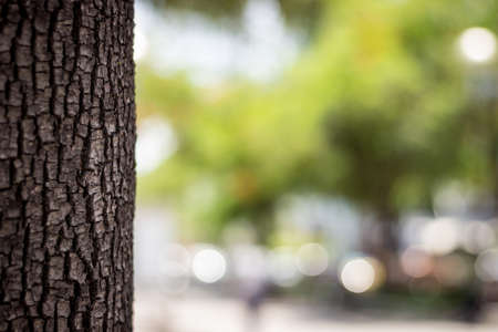 Tree with Bokehの写真素材