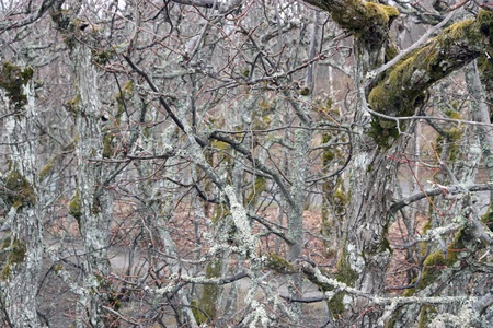 background of a stick of a branchの写真素材
